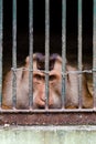 A Macaque Monkey Looks Out From Bars Royalty Free Stock Photo