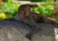 A macaque monkey is lying on a tree and looking away Royalty Free Stock Photo