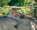 A macaque monkey is lying on a tree and looking away Royalty Free Stock Photo