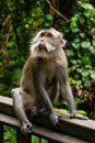 Macaque monkey in Monkey Forest Ubud, Bali Indonesia Royalty Free Stock Photo