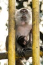 A Macaque monkey outside the Batu Caves in Malaysia Royalty Free Stock Photo