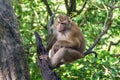 Macaque Monkey from Phuket in Thailand Royalty Free Stock Photo