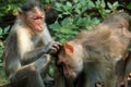 Macaque Monkey picking fleas Royalty Free Stock Photo