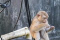 Macaque monkey playing wire on the road in Khao Rang hill, Phuket, Thailand