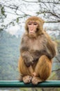 Macaque monkey portrait - boring