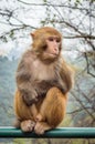 Macaque monkey portrait - curious