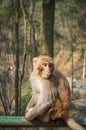 Macaque monkey portrait - lonely 4