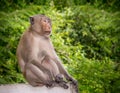 Macaque Monkey Royalty Free Stock Photo