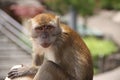 Macaque monkey quitely sitting and looking away. Close-up with blurry background. Royalty Free Stock Photo