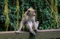 Macaque monkey relaxing at the Monkey Forest, Ubud Royalty Free Stock Photo