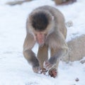 Macaque monkey searching food