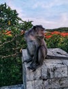 A macaque monkey seating on a temple wall in Uluwatu,Bali Island, Indonesia