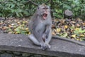 Macaque Monkey Shows Agression With Teeth Royalty Free Stock Photo