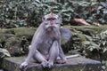 Macaque monkey eyes have an epression of sadness. Royalty Free Stock Photo