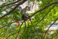Macaque monkey sitting in the branches of a tree with a hedgehog Royalty Free Stock Photo