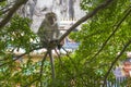 Macaque monkey sitting in the branches of a tree with a hedgehog Royalty Free Stock Photo