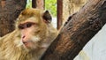 Macaque monkey sitting on a tree branch in the wild. Royalty Free Stock Photo