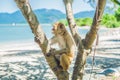 Macaque monkey sitting on the tree. Monkey Island, Vietnam Royalty Free Stock Photo