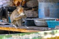 Macaque Monkey stealing rice in Cambodia jungle