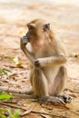 Macaque monkey in Thailand Royalty Free Stock Photo