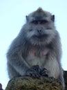 Macaque monkey at the top of the Batur volcano.