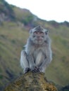 Macaque monkey at the top of the Batur volcano.