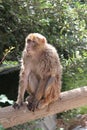 Macaque Monkey on a Tree Trunk