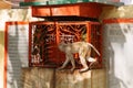 macaque monkey is trying to extract something Royalty Free Stock Photo