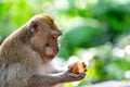 Macaque monkey at Ubud Monkey Forest in Bali Royalty Free Stock Photo