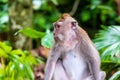 Macaque monkey at Ubud Monkey Forest in Bali Royalty Free Stock Photo