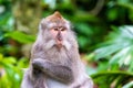 Macaque monkey at Ubud Monkey Forest in Bali Royalty Free Stock Photo