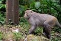 Macaque Monkey Walking in the Forest