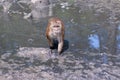 Macaque monkey walks through the water and mud towards the camera. Selective focus, blurred background. Front view. Horizontal Royalty Free Stock Photo