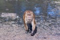 Macaque monkey walks through the water and mud towards the camera. Selective focus, blurred background. Front view. Horizontal Royalty Free Stock Photo
