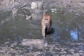 Macaque monkey walks through the water and mud towards the camera. Selective focus, blurred background. Front view. Horizontal Royalty Free Stock Photo