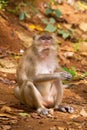 Macaque monkey in widelife Royalty Free Stock Photo
