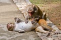 Macaque monkeys Royalty Free Stock Photo