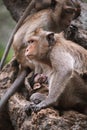 Macaque monkeys and baby monkey in Phetchaburi Thailand Asia Royalty Free Stock Photo