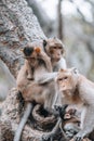 Macaque monkeys and baby monkey in Phetchaburi Thailand Asia Royalty Free Stock Photo