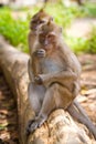 Macaque monkeys on the branch Royalty Free Stock Photo