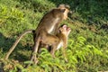 Macaque monkeys in Bundala, Sri Lanka Royalty Free Stock Photo