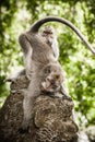 Macaque monkeys cleaning and grooming each other Royalty Free Stock Photo