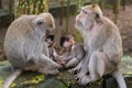 Macaque monkeys with cubs at Monkey Forest, Bali