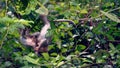 Macaque monkeys fighting, Da Nang, Vietnam