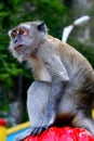 Macaque monkeys in front of famous Batu Caves in Kualalumpur, Royalty Free Stock Photo