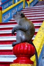 Macaque monkeys in front of famous Batu Caves in Kualalumpur,