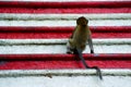 Macaque monkeys in front of famous Batu Caves in Kualalumpur,