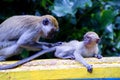 Macaque monkeys in front of famous Batu Caves in Kualalumpur,