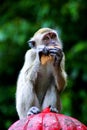 Macaque monkeys in front of famous Batu Caves in Kualalumpur,