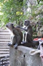 Macaque Monkeys grooming at Batu Caves, Kuala Lumpur Royalty Free Stock Photo